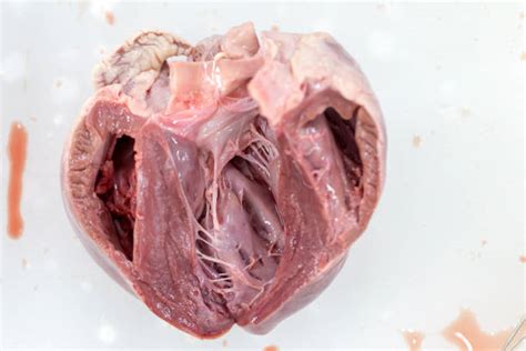 Pig Heart Stock Photos Pictures And Royalty Free Images Istock