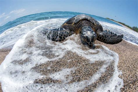 海龟图片 游行的海龟素材 高清图片 摄影照片 寻图免费打包下载