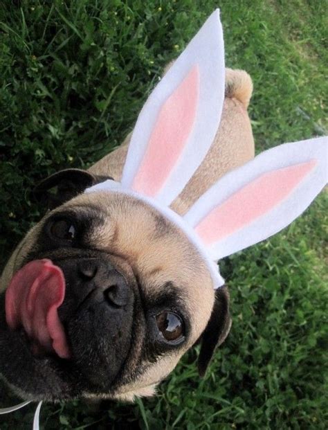 Easter Bunny Dog Or Cat Hat Fits All Sizes By Ilickyou On Etsy 800