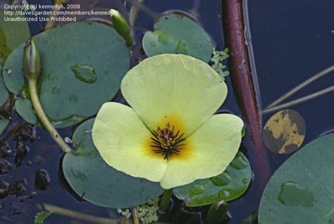 Plantfiles Pictures Water Poppy Hydrocleys Nymphoides By Kennedyh