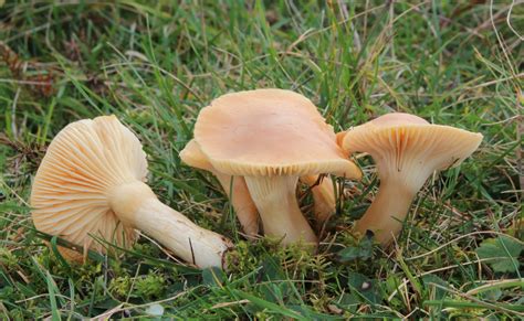 Hygrocybe pratensis - identifier-les-champignons.com