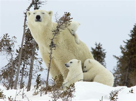 ImÁgenes Y Fotos De Animales Osos Polares Bebés