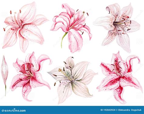 Watercolor Set With Lily Flowers Stock Illustration Illustration Of