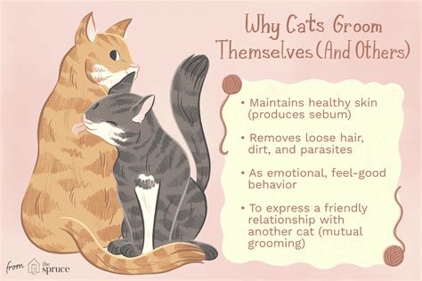 Cat Grooming Understanding Why Cats Groom Themselves
