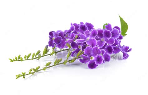 Premium Photo Purple Flowers On White Background