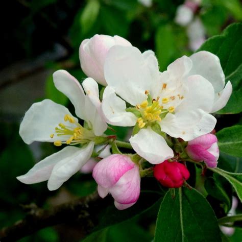 Sep 29, 2021 · save 45% at amazon with coupon code 68w5jv. Crab apple blossom © Jonathan Billinger :: Geograph ...