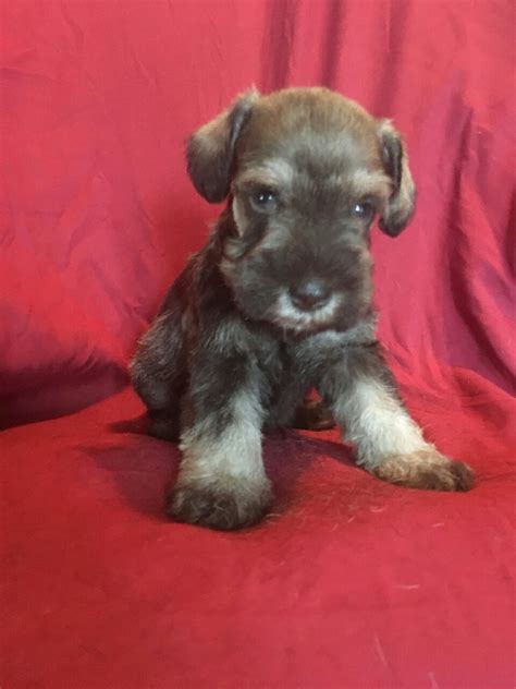 These energetic, lovable mini schnauzer puppies are intelligent dogs that like structure & plenty of exercise. Miniature Schnauzer Puppies For Sale | Naples, TX #242111