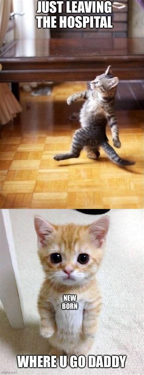 Image Tagged In Memescool Cat Strollcute Cat Imgflip