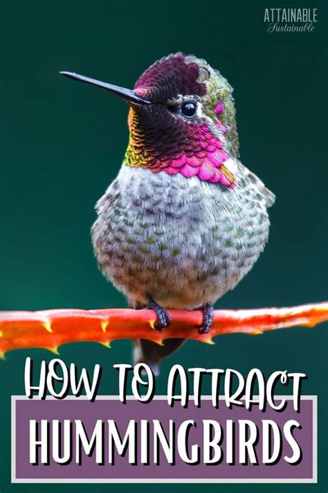 How To Attract Hummingbirds To Your Garden Attainable Sustainable