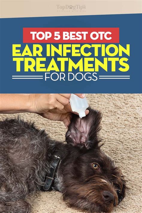 What Causes Ear Yeast Infections In Dogs
