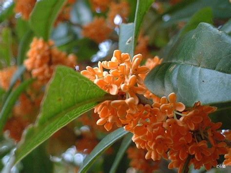 Orange Tea Olive Osmanthus Fragrans Aurantiacus Very Fragrant