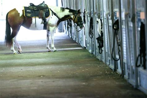 New Acres Homes Horse Named Matilda Joins Houston Polices Mounted Patrol