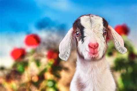 Animal Goat Hd Wallpaper Peakpx