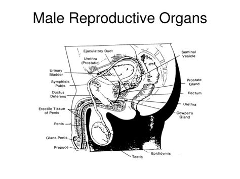 Ppt Male Reproductive System Anatomy And Physiology Powerpoint The Best Porn Website