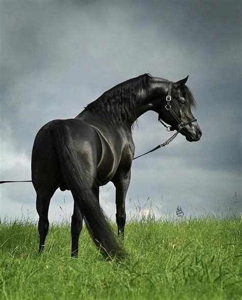 Brinda Beautiful Arabian Horses Horses Black Arabian Horse