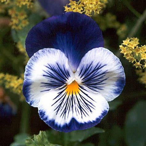 35 Blue Pansy Joker Flower Seeds Wonderfully Fragrant Annual Etsy