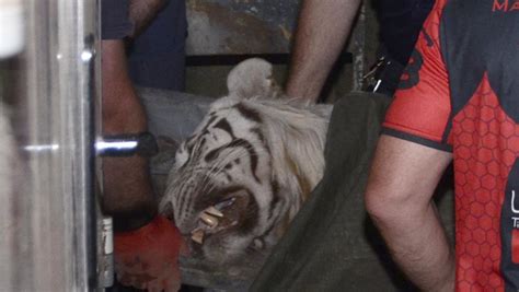 Escaped Tiger Kills Man In Georgia Yahoo News