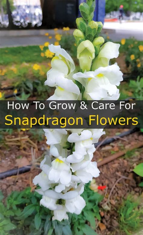 How To Grow And Care For Snapdragon Flowers Snapdragon Flowers