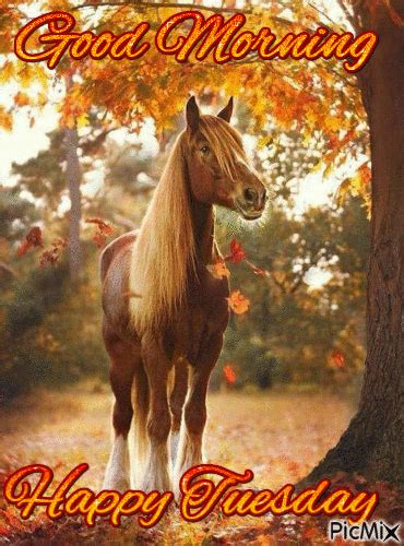 We hope that our collection of tuesday quotes have touched your heart. Horse Good Morning Happy Tuesday Pictures, Photos, and Images for Facebook, Tumblr, Pinterest ...