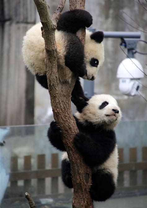 6 Month Old Giant Panda Twins Debut At The Panda House Of Chongqing Zoo