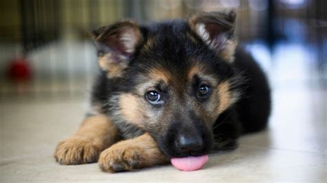 Cute German Shepherd Puppies And Newborn Cutest Video Ever Youtube