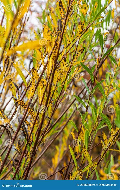 salix purpurea purple willow or osier is a species of salix native to most of europe purple