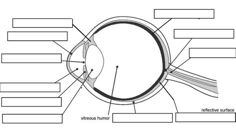 Labeled Vitreous Humor Labeled Eye Dissection Blaguesml