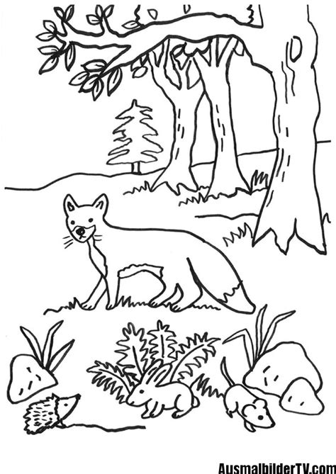 Ausmalbilder tiere des waldes forest animals coloring page exploring nature. ausmalbilder waldtiere - Ausmalbilder für kinder ...