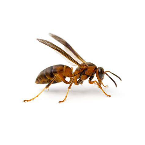 Paper Wasp Identification Habits And Behavior Anderson Pest Solutions