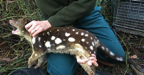 Project Underway To Conserve Regions Spotted Tail Quolls South Coast