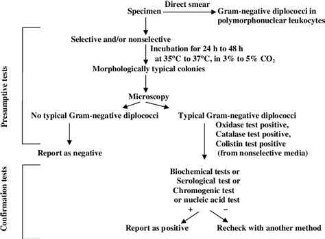 Algorithm For Culture And Identification Of Neisseria Gonorrhoeae