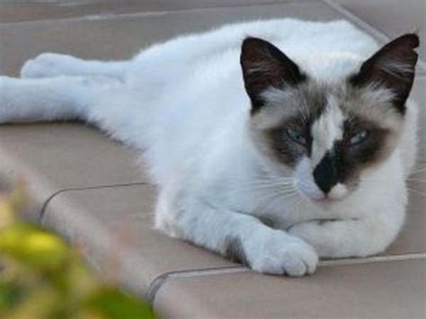 Balinese Cat Breed Personality Behavior Facts And Characteristics