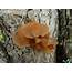 Wood Ear Mushrooms Poisonous  All Mushroom Info