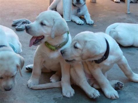 New and used items, cars, real estate, jobs, services we have 7 adorable yellow/red fox puppies for sale, 4 females, 3 males. AKC Yellow Lab Labrador Puppies for Sale in Midland, Texas ...
