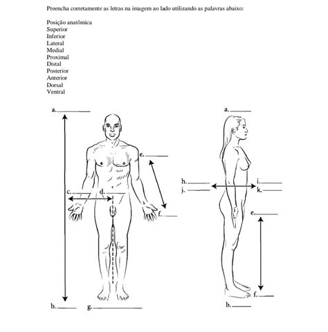 Preencher corretamente quanto a posição anatômica Anatomia I