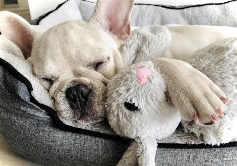 An experience or period of serene and carefree happiness, usually in beautiful surroundings and often idealized. Breeders French Bulldog Club Of NSW Inc