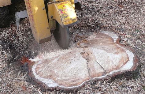 Tree Stump Removal The Tree Center™