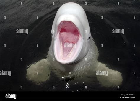 Beluga Whale Open Mouth Delphinapterus Hi Res Stock Photography And