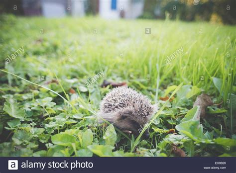 Hedgehog In Garden Stock Photo Alamy