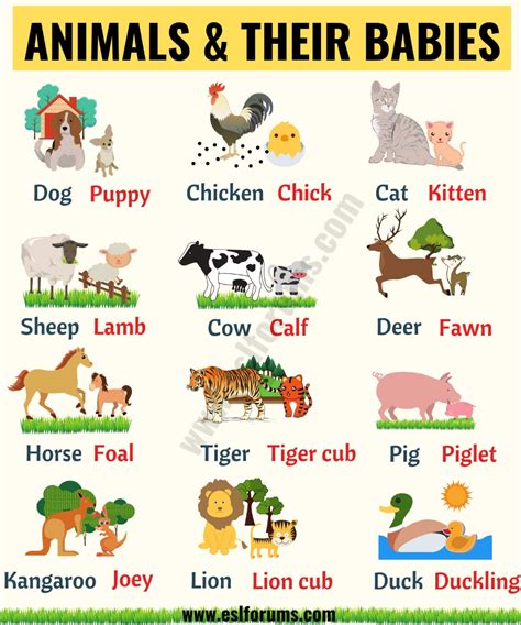 Names Of Animals And Their Babies With Pictures - PictureMeta