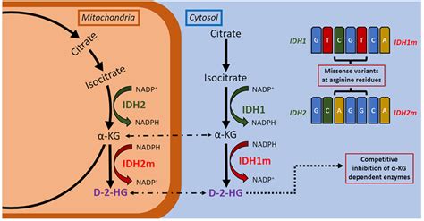 Cimb Free Full Text Implications Of Concurrent Idh1 And Idh2