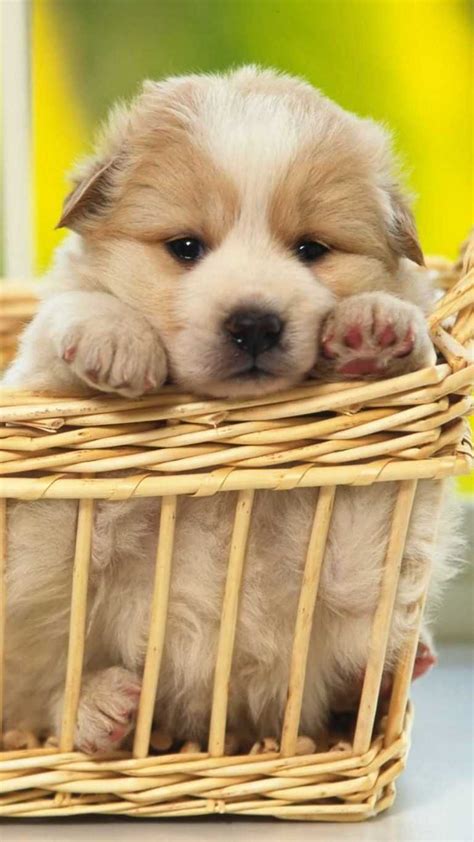 Cute Puppy Wallpaper Whatspaper