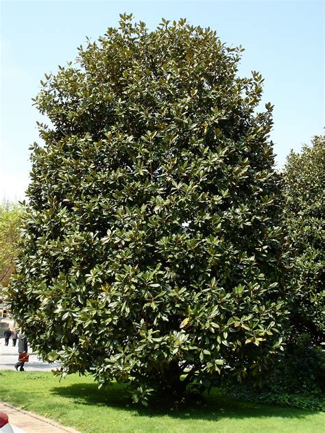 Árboles Con Alma Magnolia Magnolia Grandiflora