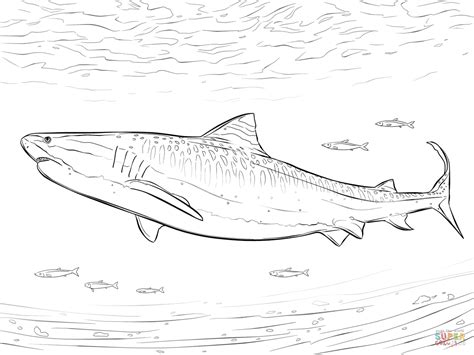 It features a tiger shark, one of the rare species of sharks. Realistic Tiger Shark coloring page | Free Printable ...