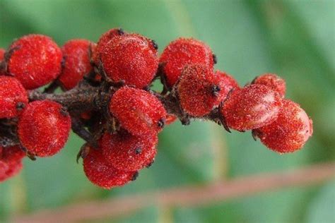 Poison Sumac How To Identify It And What To Do If Youve Been Exposed