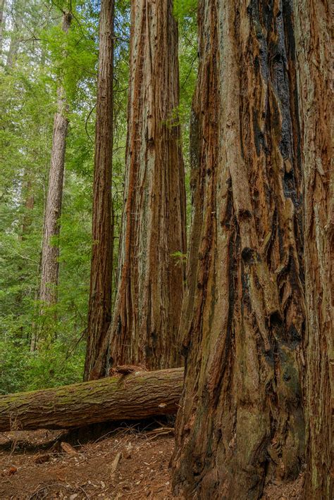 Check spelling or type a new query. Big Basin Redwoods State Park - Wikipedia