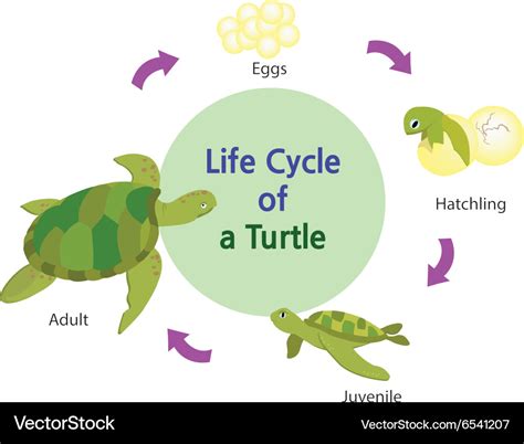 Life Cycle Of A Turtle