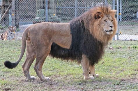 Handsome The Lion Big Cat Habitat Sarasota Florida Attractions Must
