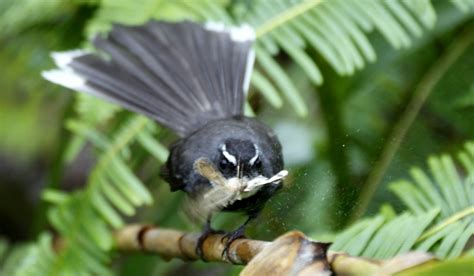 Birds Of Malaysia Mynameistank64 White Throated Fantail Rhipidura