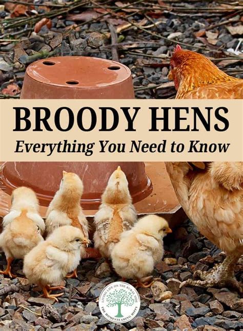 Broody Hens Everything You Need To Know Broody Chickens Backyard